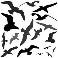 seagull silhouettes (vector) N2