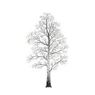 detached tree birch without leaves