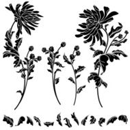Chrysanthemum Elements