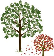 Maple Tree N9