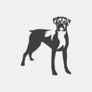 Dog boxer