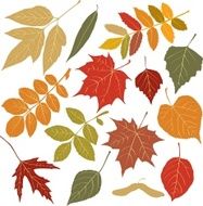 autumn leaves N72