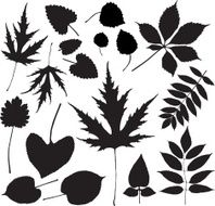 Leaves from the forest floor 1