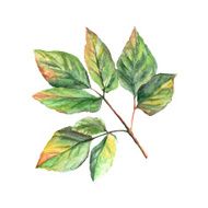 vector watercolor autumn leaves