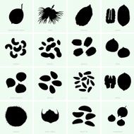 Nuts N3
