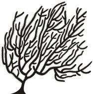 Coral N6
