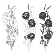 Set of bindweed isolated on white background