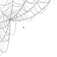 spider web N19