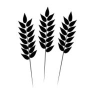 Wheat icon Vector illustration N2
