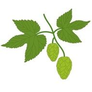 hop plant with leafs