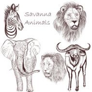 Collection of vector hand drawn savanna animals for design