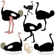ostrich N13