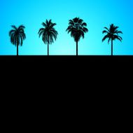 Palm Trees N19