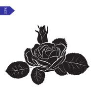 Flower and leaves of roses in black white vector