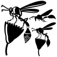 Wasp N2