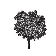 ficus tree silhouette with leaves