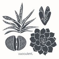 Graphic set with succulents isolated on white background N2