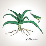 Colored drawing plant aloe vera