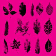 Leaf silhouette collection foliage set N3