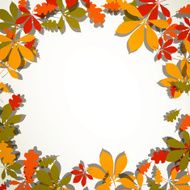 Vector autumn leaves N16