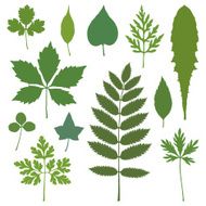 Leaves set