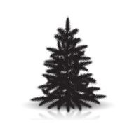 spruce silhouette with reflection and shadow