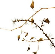 watercolor branches of larch N2