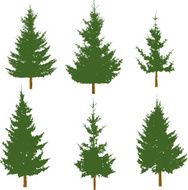 christmas tree N247