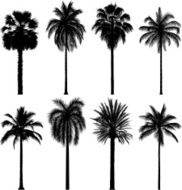 Incredibly Detailed Palm Trees N3