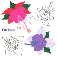 Fuchsia Pink and purple flower
