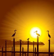 Ocean Birds Pier Sun Background - Pelican Seagull Crane