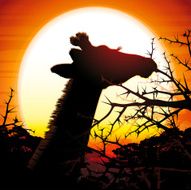 African Giraffe eating acacia thorns