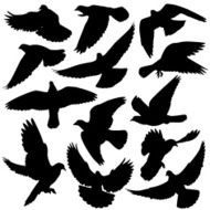Pigeon silhouettes N4