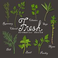 Fresh Herbs N2
