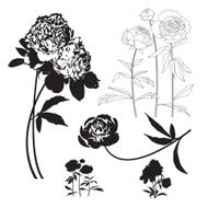 Peony Flowers