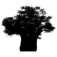 african baobab