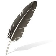 One Dark Feather on a White Background