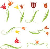 Tulip N19
