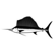 Atlantic Sailfish Isolated on White