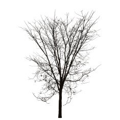 branch tree silhouette N3