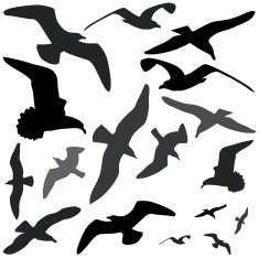 seagull silhouettes (vector) N2
