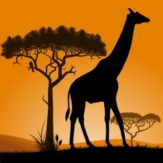 Savannah - giraffe