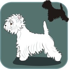 West Highland White Terrier N3