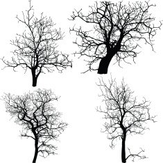 Dead Tree without Leaves Vector Illustration Sketched N8