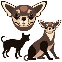 Chihuahua N5