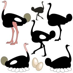ostrich N13