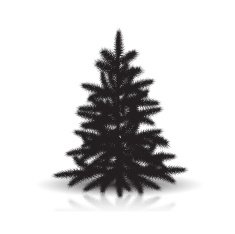 spruce silhouette with reflection and shadow