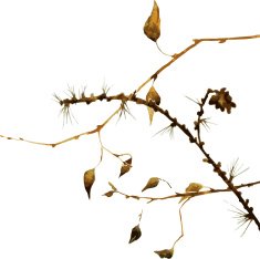 watercolor branches of larch N2