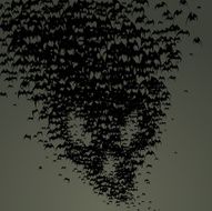 Bat skull