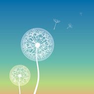 Dandelions N18